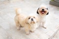 Dog breed Shih-Tzu White and Brown fur And she sat watching an Royalty Free Stock Photo