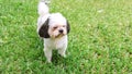 Dog breed Shih-Tzu White fur That is in the garden of grass. Royalty Free Stock Photo