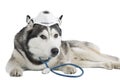 Dog breed Siberian husky Royalty Free Stock Photo