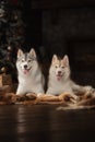 Dog breed siberian husky, portrait dog on a studio color background, Christmas and New Year. Royalty Free Stock Photo