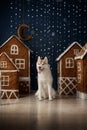 Dog breed siberian husky, portrait dog on a studio color background, Christmas and New Year. Royalty Free Stock Photo