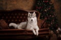Dog breed siberian husky, portrait dog on a studio color background, Christmas and New Year.