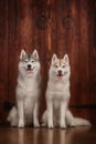 Dog breed siberian husky, portrait dog on a studio color background, Christmas and New Year. Royalty Free Stock Photo