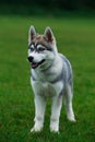 Dog breed Siberian husky Royalty Free Stock Photo