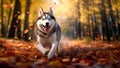 Dog breed Siberian Husky running in the autumn leaves in the park on a sunny day