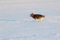 Dog of breed the Siberian Husky running on a snow beach