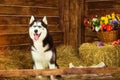 Dog breed Siberian husky, symbol of New 2018 year