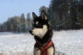 dog breed Siberian Husky in training