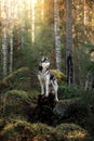 Dog breed Siberian Husky Royalty Free Stock Photo