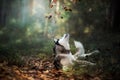 Dog breed Siberian Husky Royalty Free Stock Photo