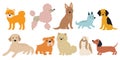 Dog Breed Sketch Doodle Sketches Vector Illustration