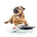 Dog Breed Small Brabant Accountant Royalty Free Stock Photo