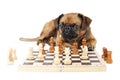 Dog Breed Small Brabant with chess