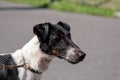 Portrait of a Fox Terrier dog with wet coat after swimming Royalty Free Stock Photo