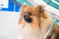 Dog breed Spitz in a portable cage, red spitz sits under an umbrella at a dog show resting Royalty Free Stock Photo
