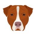 Dog breed, Stafford.Muzzle of Stafford single icon in cartoon style vector symbol stock illustration web.