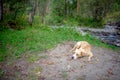 Dog breed Staffordshire Terrier is resting lying on the grass ground . Royalty Free Stock Photo