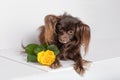 Dog breed toy terrier chocolate brown animal lie with yellow rose. Studio shot on white background Royalty Free Stock Photo