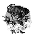 Dog breed toy Terrier head on the background of a circle with a composition of leaves and flowers of Apple trees Royalty Free Stock Photo