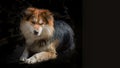 Dog without breed very fluffy with black, ginger and white spots on a dark background - portrait, looking with alertness