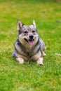 The dog breed Visigoth Spitz or Swedish Vallhund is lying on green grass