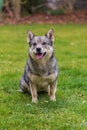 The dog breed Visigoth Spitz or Swedish Vallhund is lying on green grass