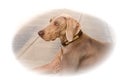 Dog breed weimaraner pet animals