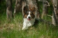 Dog breed Welsh Corgi cardigan lies on the grass Royalty Free Stock Photo