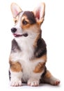 Dog breed Welsh Corgi, Pembroke Royalty Free Stock Photo