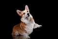 Dog breed Welsh Corgi Pembroke Royalty Free Stock Photo