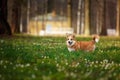 Dog breed Welsh Corgi Pembroke Royalty Free Stock Photo