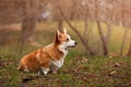 Dog breed Welsh Corgi Pembroke Royalty Free Stock Photo