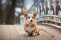 Dog breed Welsh Corgi Pembroke Royalty Free Stock Photo