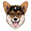 Dog breed Welsh Corgi sketch vector Royalty Free Stock Photo