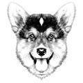 dog breed Welsh Corgi sketch vector Royalty Free Stock Photo