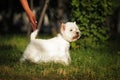 Dog breed West highland white Terrier standing in show position