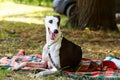 Dog breed Whippet Royalty Free Stock Photo