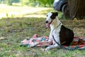 Dog breed Whippet Royalty Free Stock Photo