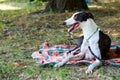 Dog breed Whippet Royalty Free Stock Photo