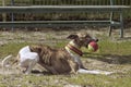 Dog breed Whippet playing with a ball Royalty Free Stock Photo