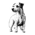 Dog breed Yorkshire terrier puppy sketch hand drawn in engraving.