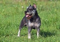 The dog of breed of Zwergschnauzer Royalty Free Stock Photo