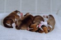 Dog breeding. Four newly born Welsh Corgi puppies are sleeping sweetly cuddled up to each other on white couch at home Royalty Free Stock Photo