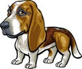 Dog Breeds: Basset Hound