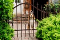 Dog breeds Beagle the iron gate in the garden of a country house