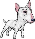 Dog Breeds: Bull Terrier Royalty Free Stock Photo