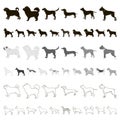 Dog breeds cartoon icons in set collection for design.Dog pet vector symbol stock web illustration.