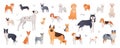 Dog breeds collection. Set of purebred dogs in cartoon flat style on white background. Illustration of Shiba inu, Dalmatian, Pug Royalty Free Stock Photo