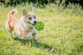 Dog breeds corgi runs off on a walk with the ball Royalty Free Stock Photo