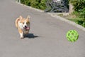 Dog breeds corgi runs off on a walk with the ball Royalty Free Stock Photo